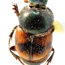 Image of Onthophagus malabarensis Boucomont 1919