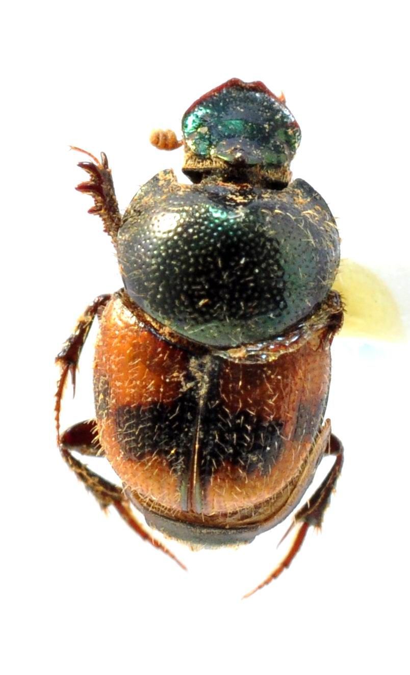 Image of Onthophagus malabarensis Boucomont 1919