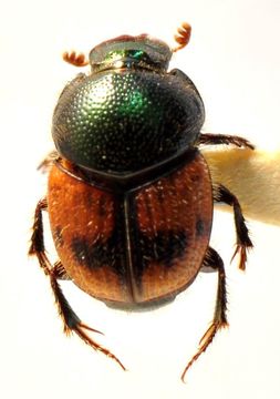Image of Onthophagus malabarensis Boucomont 1919