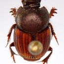 Image of Onthophagus negligens Walker 1858