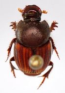 Image of Onthophagus negligens Walker 1858