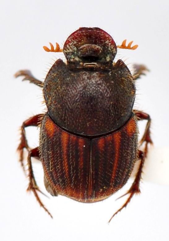 Image of Onthophagus negligens Walker 1858