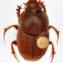 Слика од Onthophagus (Serrophorus) rectecornutus Lansberge 1883
