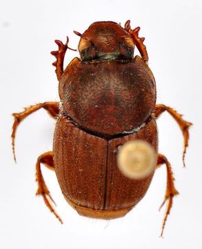 Слика од Onthophagus (Serrophorus) rectecornutus Lansberge 1883