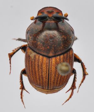 Image of Onthophagus (Serrophorus) rectecornutus Lansberge 1883