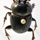 Image of Onthophagus (Eremonthophagus) semicinctus D' Orbigny 1897