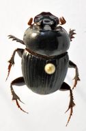 Image of Onthophagus (Eremonthophagus) semicinctus D' Orbigny 1897