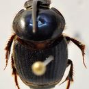 Image of Onthophagus spinifex (Fabricius 1781)