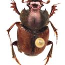 Image of Onthophagus (Trichonthophagus) tarandus (Fabricius 1792)