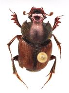 Image of Onthophagus (Trichonthophagus) tarandus (Fabricius 1792)