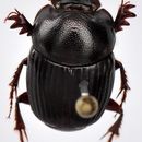 Image of Onthophagus (Colobonthophagus) tragus (Fabricius 1792)