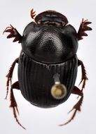 Image of Onthophagus (Colobonthophagus) tragus (Fabricius 1792)