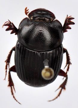 Слика од Onthophagus (Colobonthophagus) tragus (Fabricius 1792)