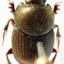 Image of Onthophagus truncaticornis (Schaller 1783)