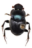 Image of Onthophagus violaceotinctus Gillet 1925