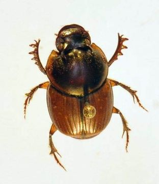 Imagem de Digitonthophagus