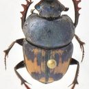 صورة Phalops divisus (Wiedemann 1823)