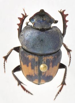 Phalops divisus (Wiedemann 1823) resmi