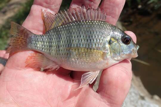 Image of Redbreast tilapia