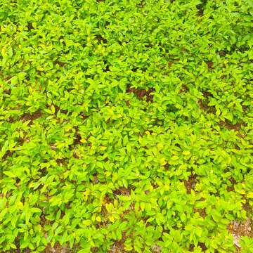 Image of common wireweed