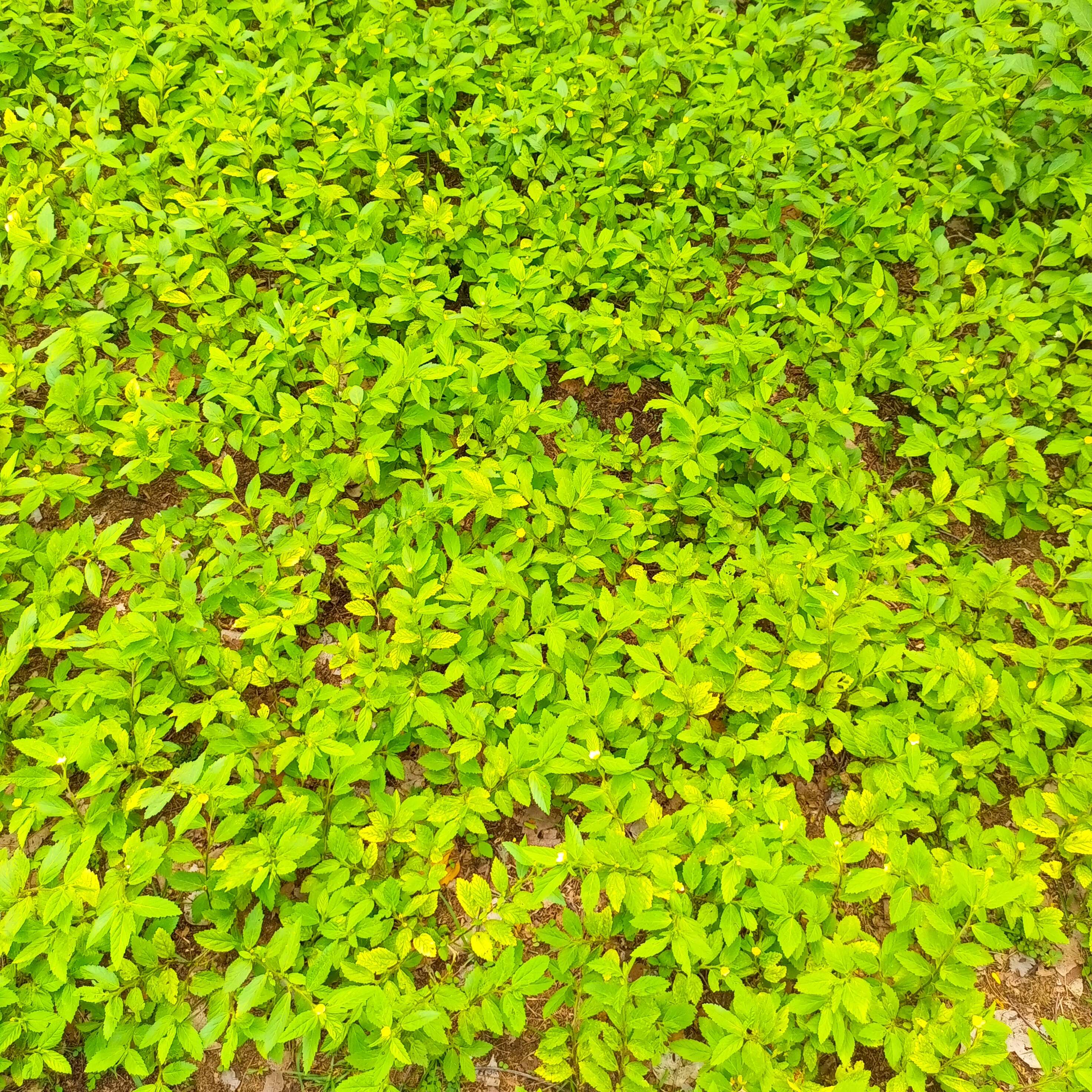 Image of common wireweed