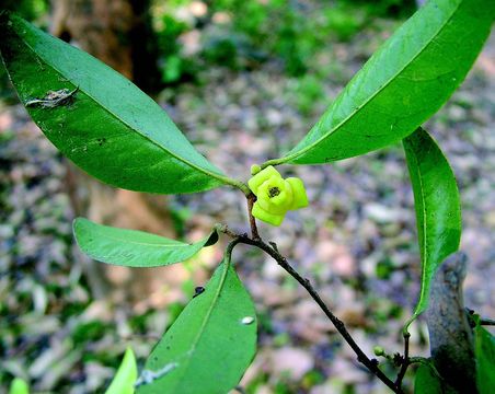 Plancia ëd Alphonsea lutea (Roxb.) Hook. fil. & Thomson