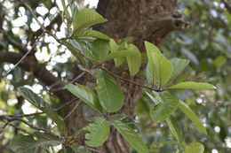 صورة Alseodaphne semecarpifolia Nees