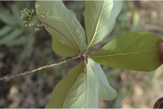 Image of Alseodaphne semecarpifolia Nees