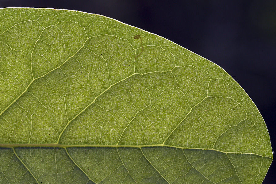 Image of Alseodaphne semecarpifolia Nees