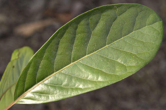 صورة Alseodaphne semecarpifolia Nees