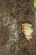 Image of Aporosa cardiosperma (Gaertn.) Merr.