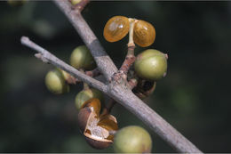 Sivun Aporosa cardiosperma (Gaertn.) Merr. kuva