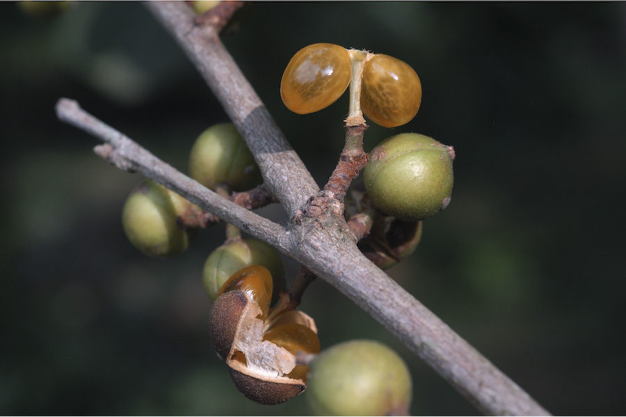 Image de Aporosa cardiosperma (Gaertn.) Merr.