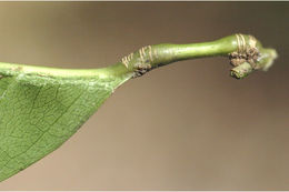 Image of Aporosa cardiosperma (Gaertn.) Merr.