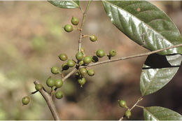 Image of Aporosa cardiosperma (Gaertn.) Merr.