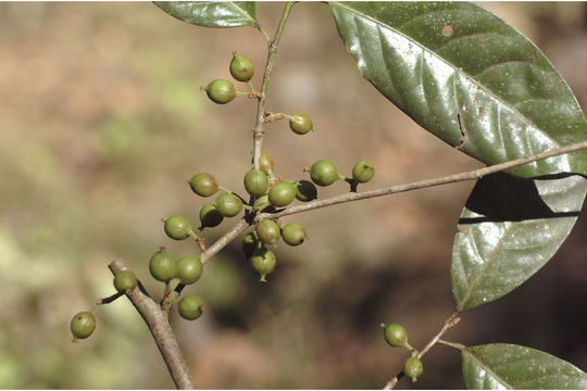 Sivun Aporosa cardiosperma (Gaertn.) Merr. kuva