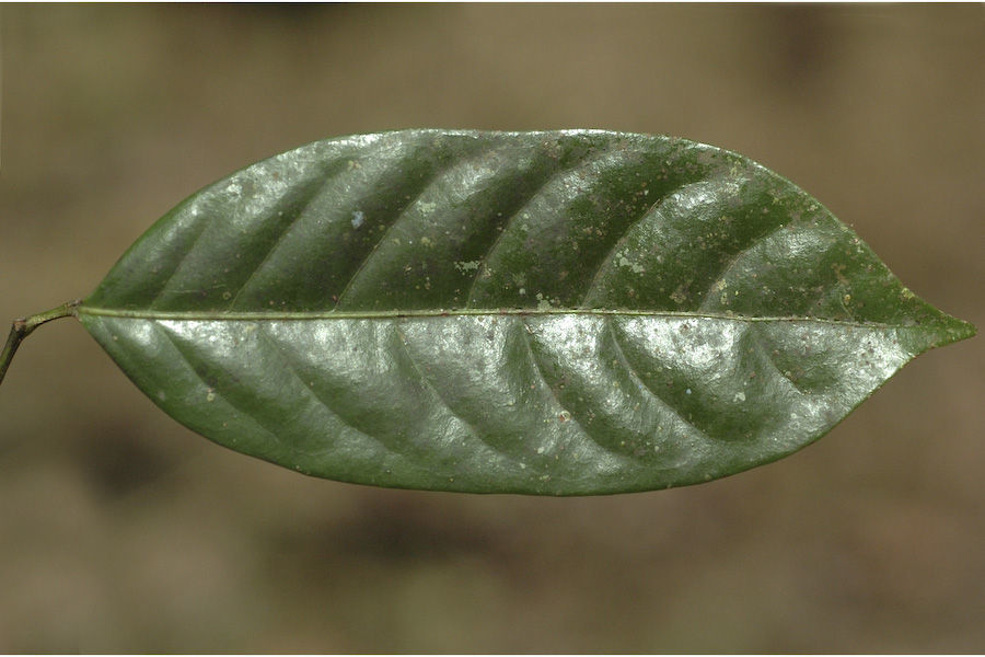 Image of Aporosa cardiosperma (Gaertn.) Merr.