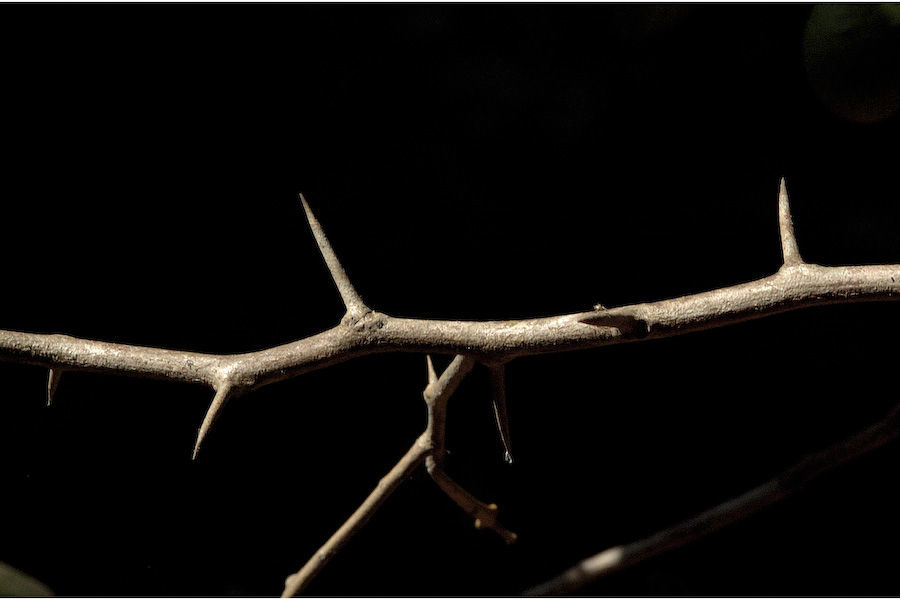 Sivun Atalantia racemosa Wight & Arn. kuva