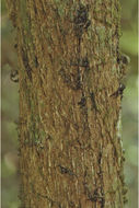 Sivun Atalantia racemosa Wight & Arn. kuva