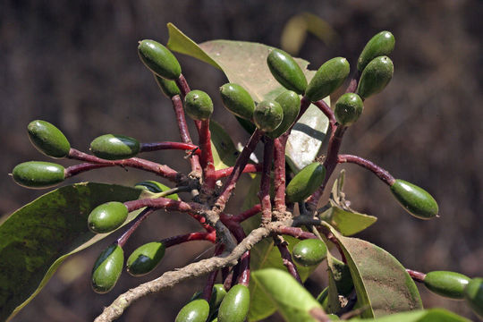 Image of Beilschmiedia dalzellii (Meisn.) Kosterm.