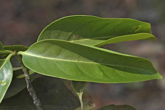 Beilschmiedia dalzellii (Meisn.) Kosterm. resmi