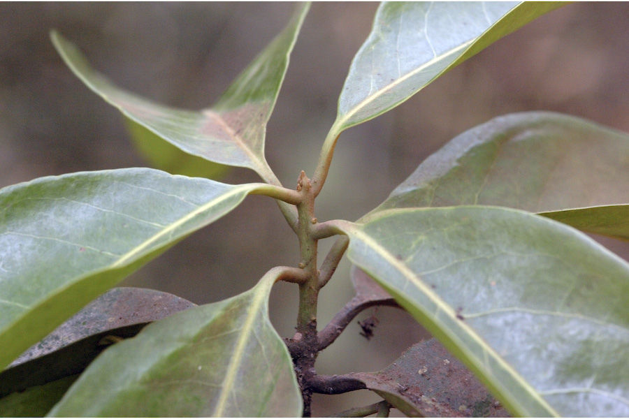 Beilschmiedia dalzellii (Meisn.) Kosterm. resmi