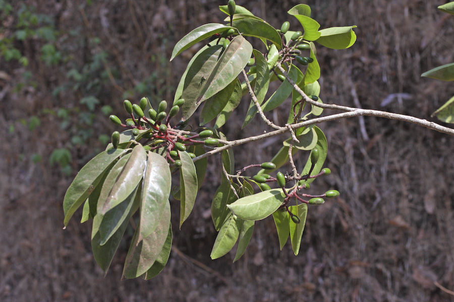 Beilschmiedia dalzellii (Meisn.) Kosterm. resmi