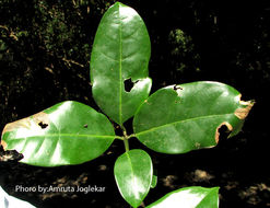 Beilschmiedia dalzellii (Meisn.) Kosterm. resmi