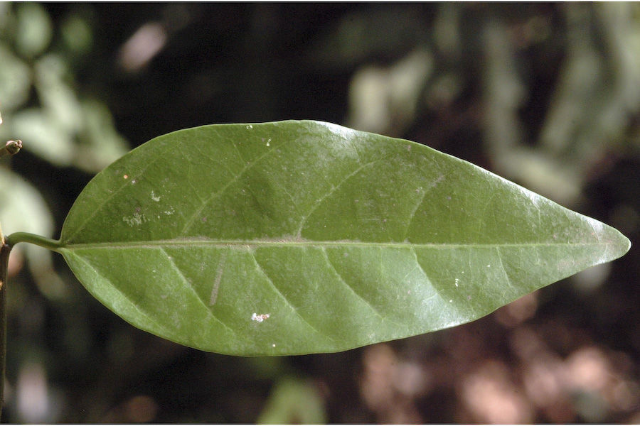 Image of <i>Blachia andamanica</i> ssp. <i>denudata</i>