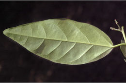 Image of <i>Blachia andamanica</i> ssp. <i>denudata</i>