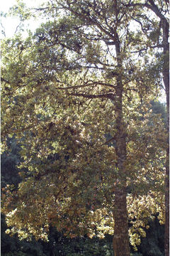 Image of Calophyllum apetalum Willd.