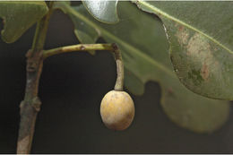 Image of Calophyllum apetalum Willd.