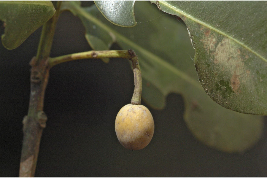 Image of Calophyllum apetalum Willd.