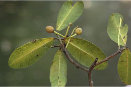 Image of Calophyllum apetalum Willd.